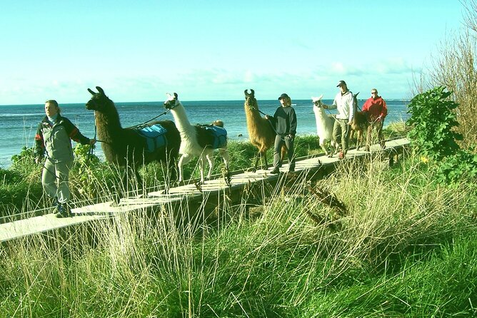Llama Trek (Half-day) - Kaikoura Bay, Beaches & Seal Colony - Meeting at West End and getting ready