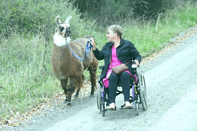 Llama Trek (Taster) - Kowhai River Valley and Native Woodland Tour - Entering the Riverbed With the Llamas