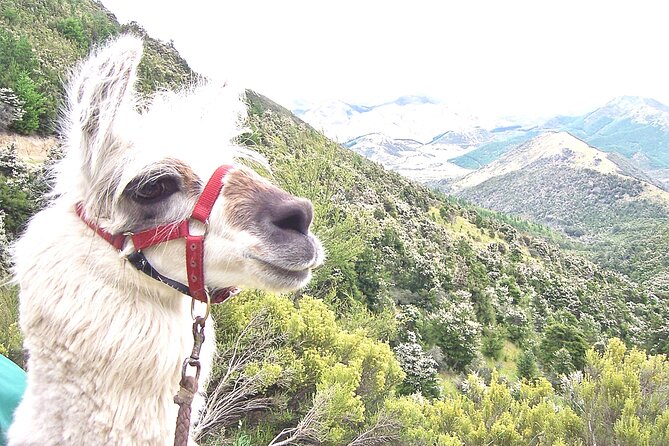 Llama Trek (Taster) - Kowhai River Valley and Native Woodland Tour - Learning How Llamas Behave