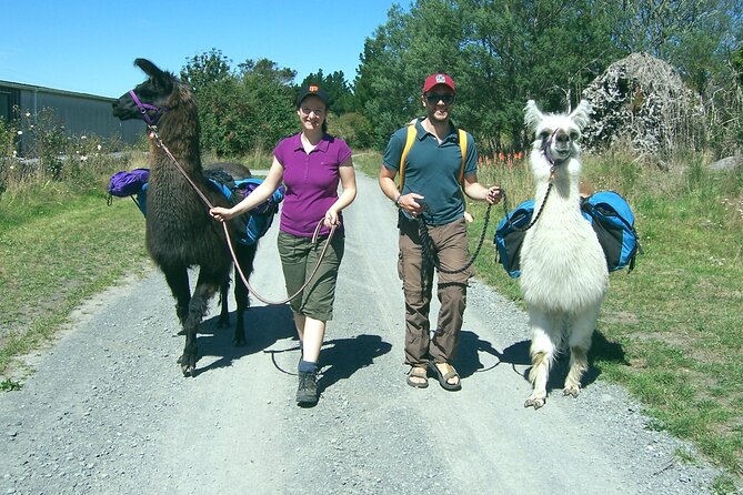 Llama Trek (Taster) - Kowhai River Valley and Native Woodland Tour - Is $83.16 Good Value?