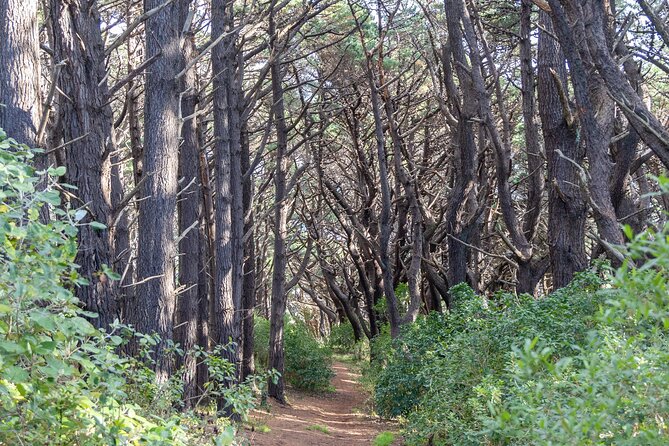 Lord of The Rings Full Day locations tour incl Weta & keepsake - Key points to know before you book