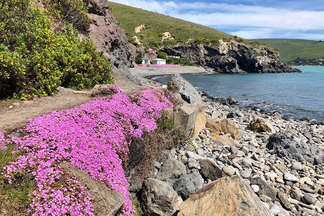Luxury Private Guided Crater Rim Walk on Banks Peninsula - Three hours around Godley Head