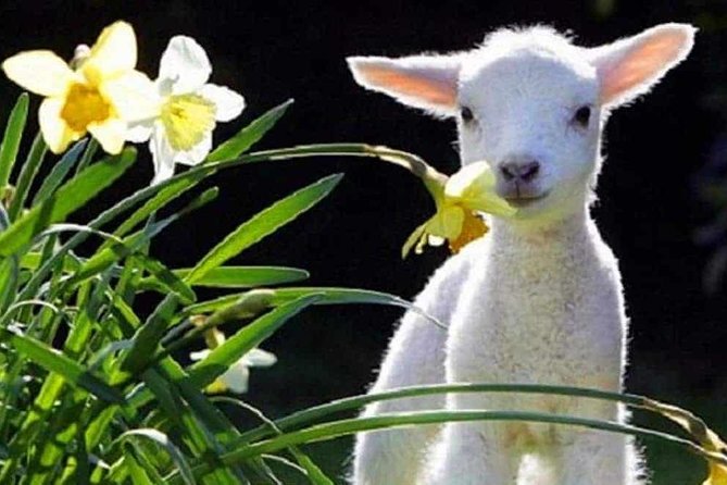 Lyttelton Cruise Excursions: Christchurch Sightseeing with Sheep Farm - What this Lyttelton shore excursion is really about
