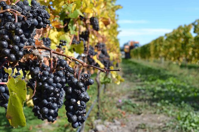 Lyttelton Shore Excursion - City Highlights & Waipara Wine Tour - Mona Vale Gardens and Christchurch’s calmer side