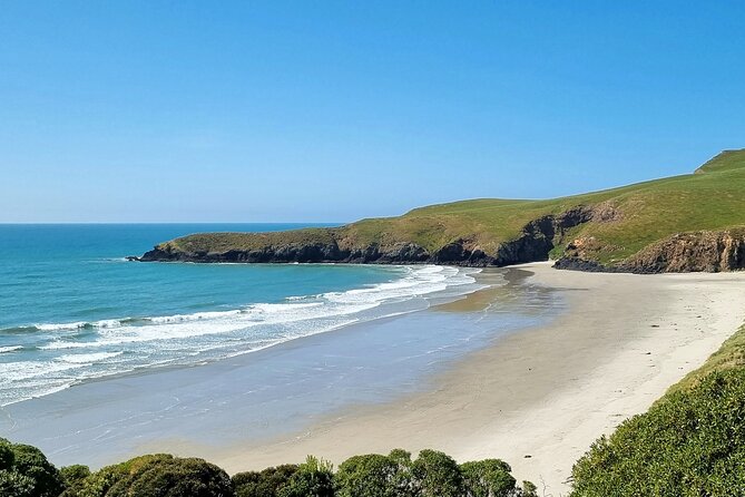 Mainland Peninsula Tour - The OPERA Eco Reserve and the yellow-eyed penguins