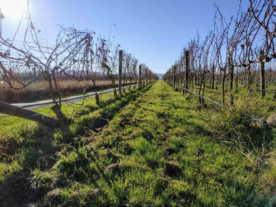 Marlborough: Blenheim Wine Tour; Afternoon of Wine only - Why this three-stop format works well