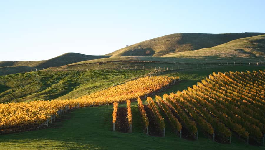 Marlborough: Full-Day Wine and Seafood Tour with Cruise - A full day that links vineyards and sea