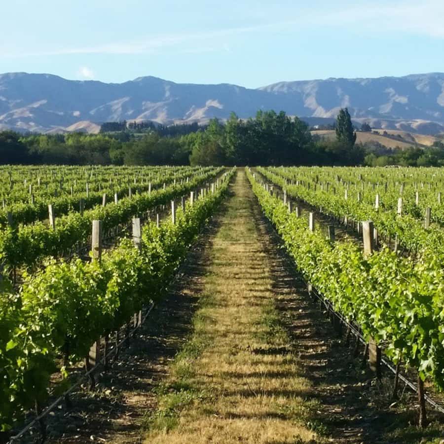Marlborough Full Day Wine Tour - The day at a glance