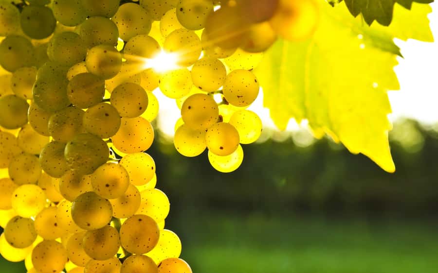 Marlborough Full Day Wine Tour - Wairau Valley wines, explained without the lecture