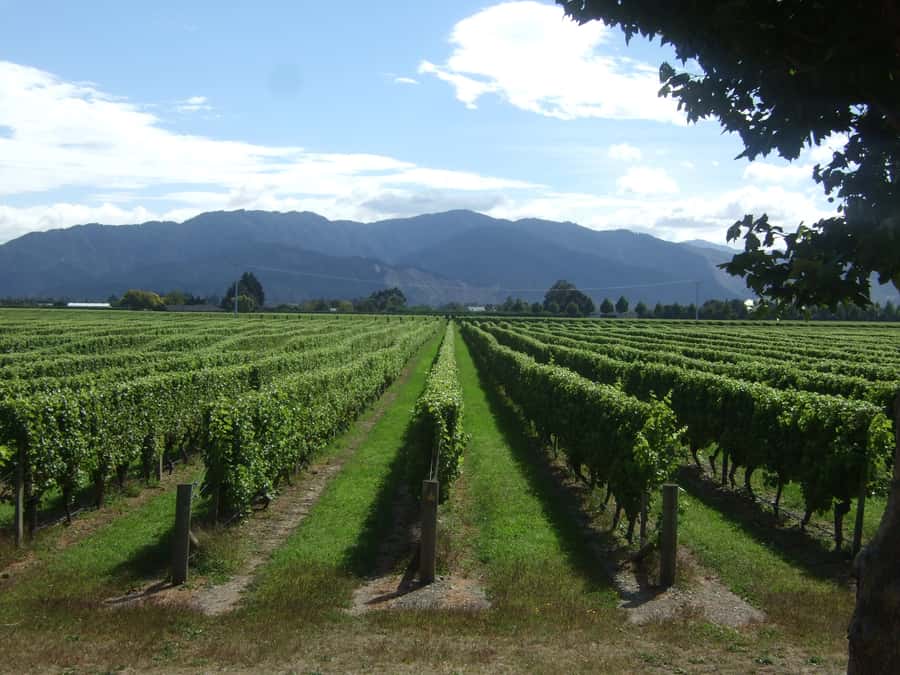 Marlborough Half-Day Wine Tour from Blenheim - The vineyard roads and Marlborough’s wine story