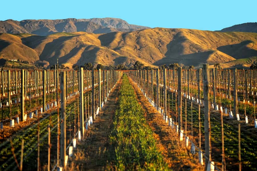Marlborough Half Day Wine Tour From Picton 1pm - How much wine do you actually taste?