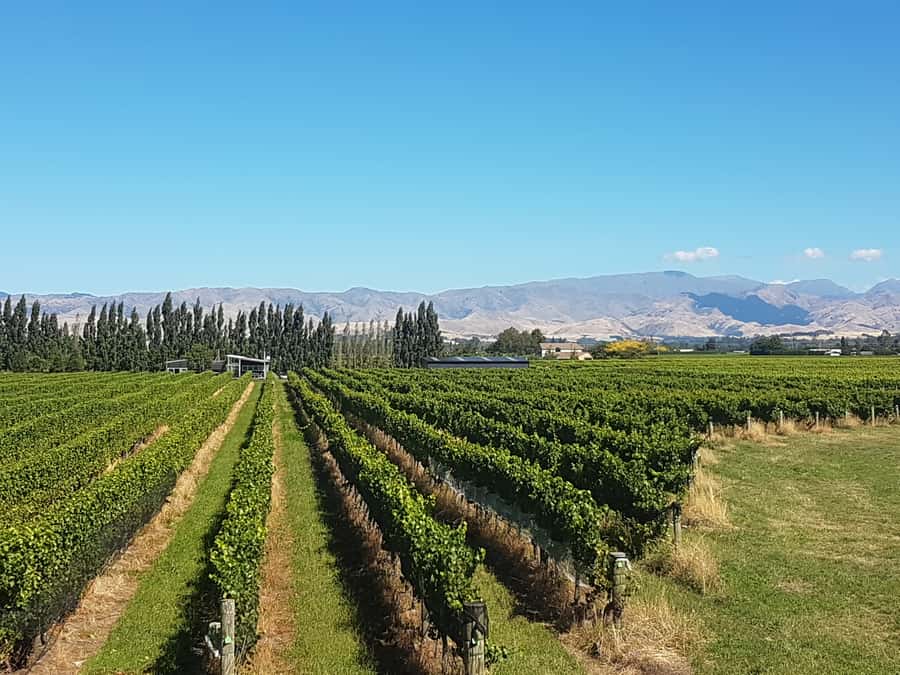 Marlborough: Half Guided and Half Self-Guided Bike Wine Tour - Lunch and the switch to independent exploring