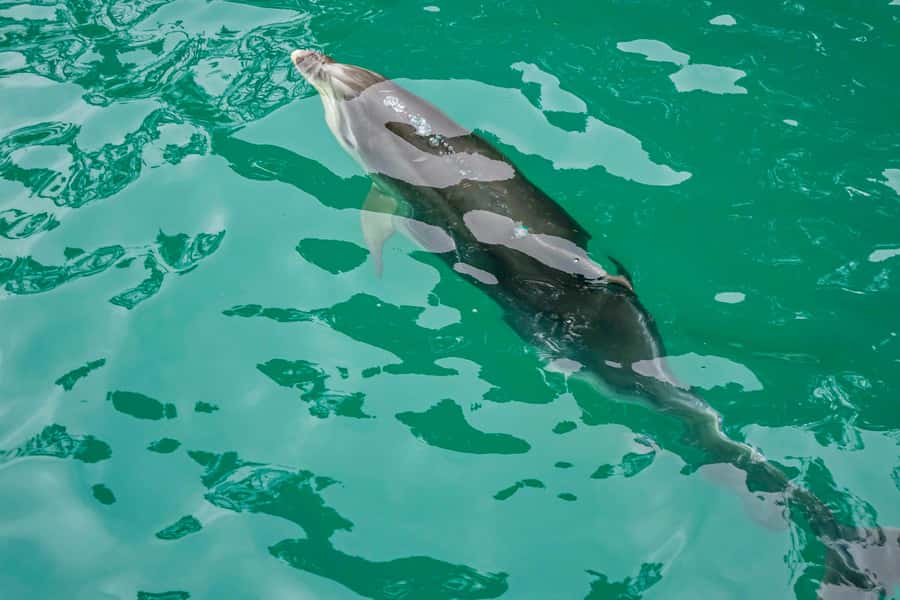 Marlborough Sounds and Ship Cove Cruise from Picton - What the Picton departure is like