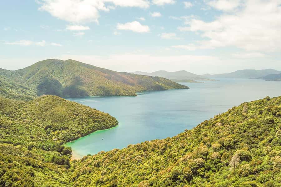 Marlborough Sounds and Ship Cove Cruise from Picton - Watching for dolphins, seals, and birds