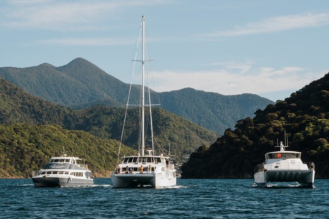 Marlborough Sounds Greenshell Mussel Tasting Cruise - What you see on the three-hour route