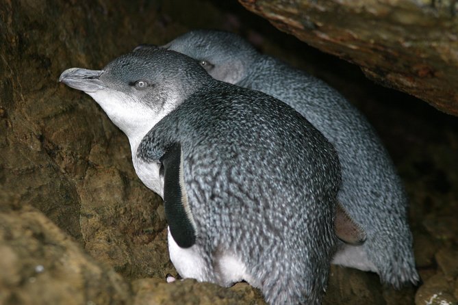 Marlborough Sounds Ultimate Cruise - Wildlife expectations and weather realities