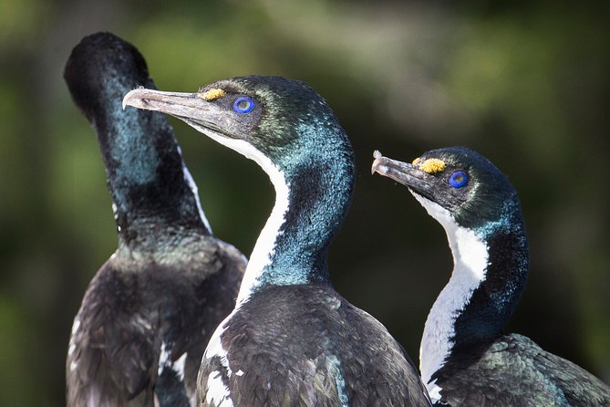 Marlborough Sounds Ultimate Cruise - Booking advice and cancellation terms