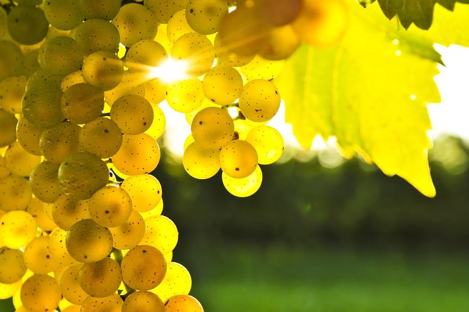 Marlborough Wine Tour - Afternoon of Cuisine & Wine 4hrs - Your guide can shape the whole afternoon