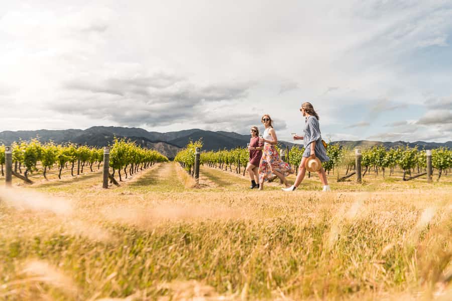 Marlborough: Wineries Visit and Tasting Session - Why this Marlborough afternoon works