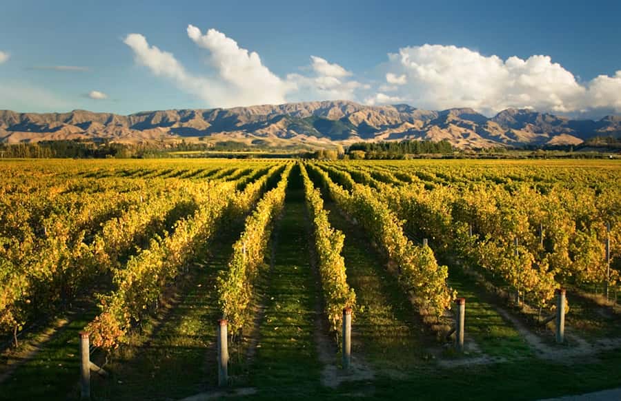 Marlborough: Wineries Visit and Tasting Session - The afternoon schedule from Blenheim