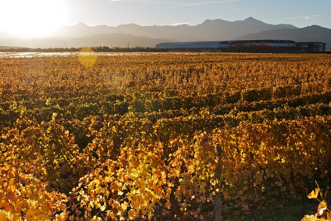 Marlborough Winery Tour - A Day of Cuisine & Wine 6hrs - How the wine tasting works