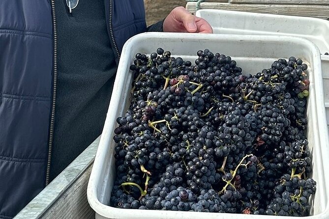 Martinborough Chefs shared wine tour ŵ lunch from Wellington - Coney Wines, seven pours, and the main meal
