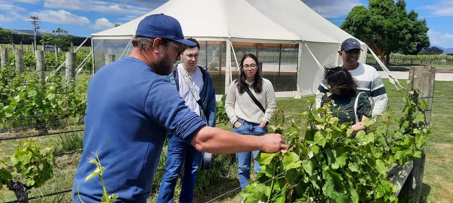 Martinborough Wine and Food Tour with Lunch from Wellington - Why this Martinborough day trip works