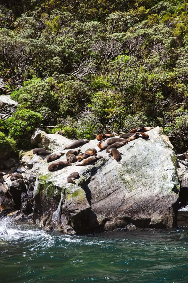 Milford Sound: 2-Hour Small Boat Scenic Cruise - Stirling Falls and the close-up view