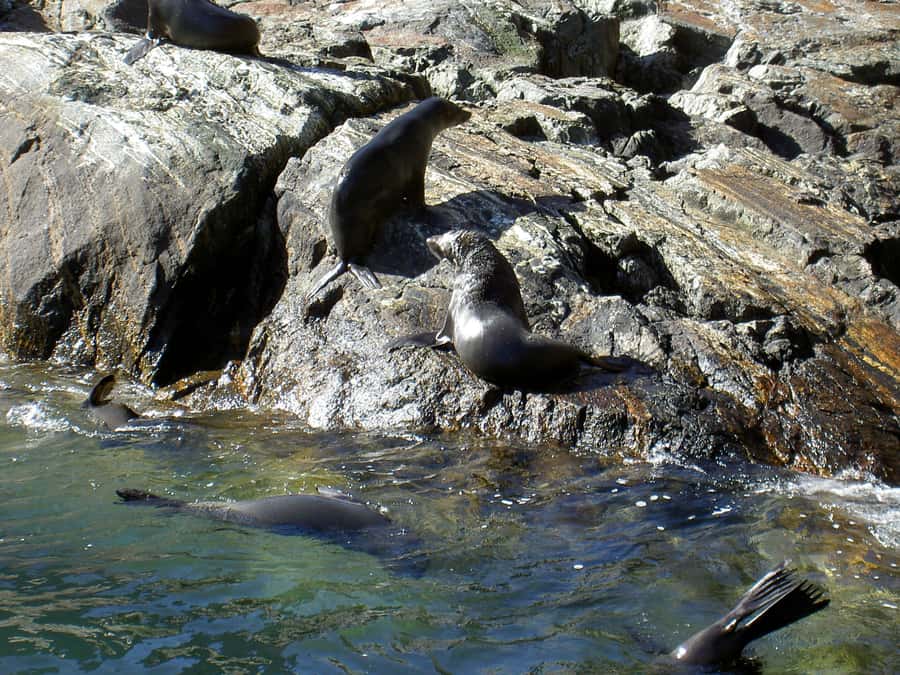 Milford Sound: Boutique Small-Boat Cruise - The Tasman Sea reveals Milford’s narrow entrance
