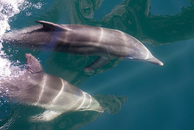 Milford Sound Extended Cruise with Southern Discoveries - Watching for seals, dolphins, and rare penguins