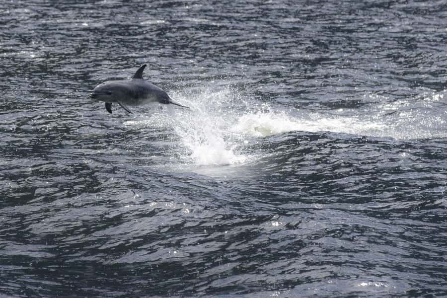 Milford Sound: Overnight Cruise with Water Activities - Wildlife watching in a remote fiord
