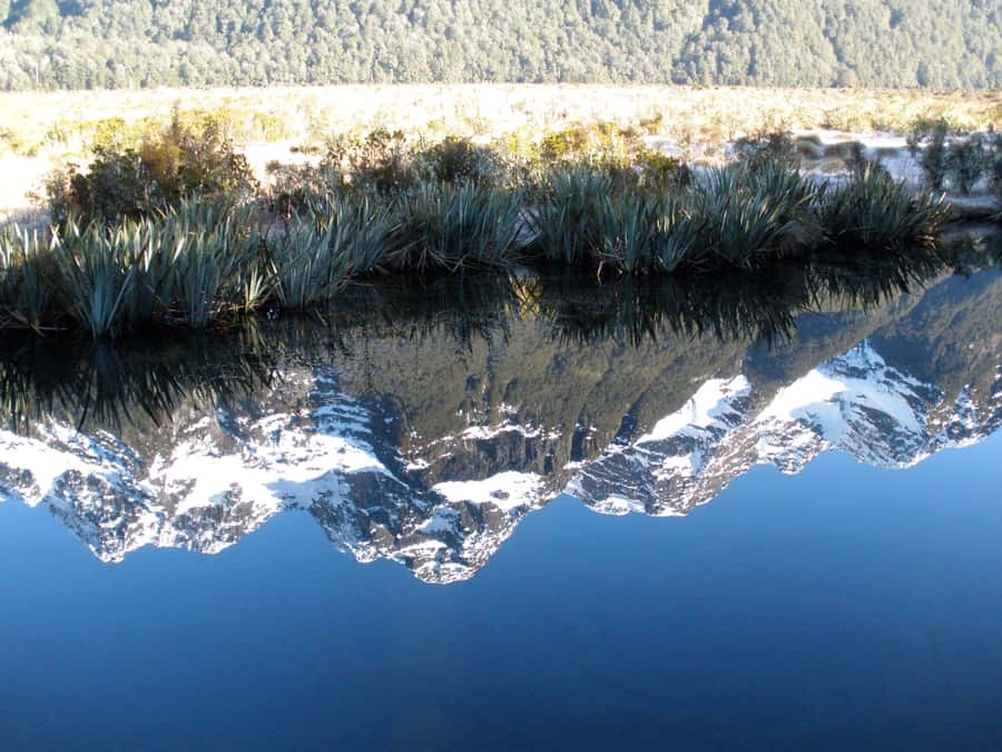 Milford Sound Premium Day Tour and Cruise from Te Anau - Wildlife along the fiord