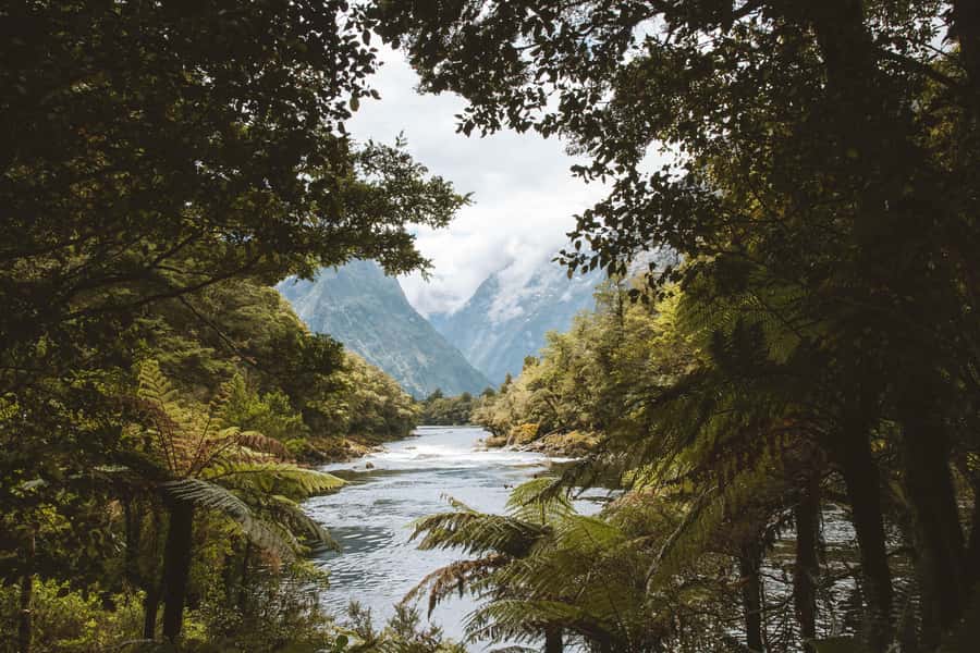 Milford Sound: Self-Guided Milford Track Day Walk - What to bring for a better day