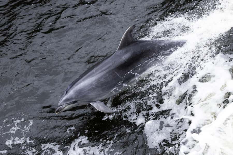 Milford Sound: Wildlife & Nature Cruises - Key points to know before you go