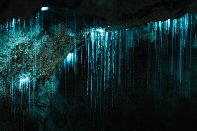 Milky Way Glowworm Cave Tour - The 300-metre walk to the cave