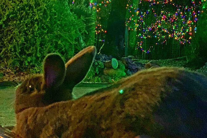 Mini Golf with Rabbits in Rotorua - Key points to know before you go