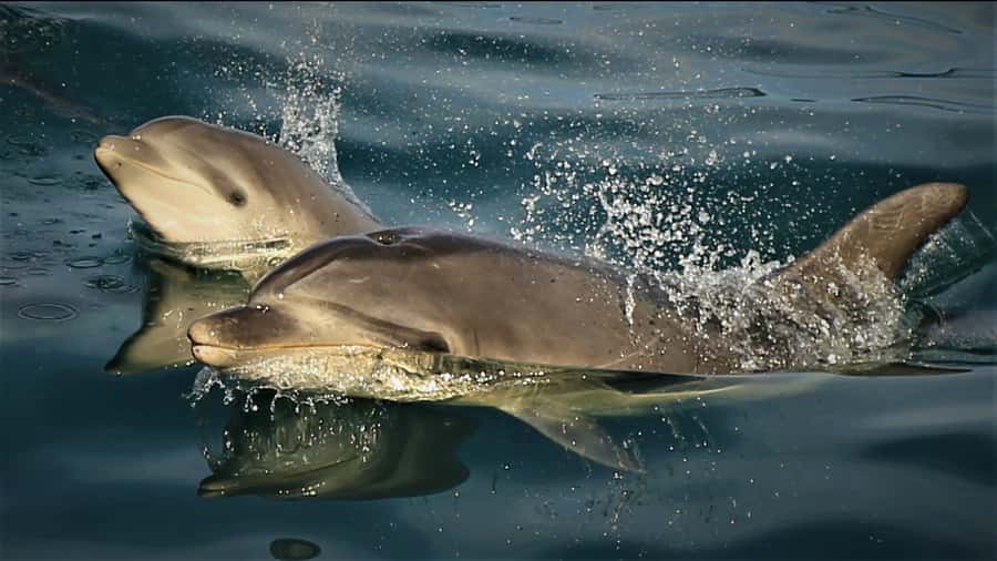 Motuara Island Sanctuary: Wildlife & Dolphin Watching Tour - Key points to know before booking