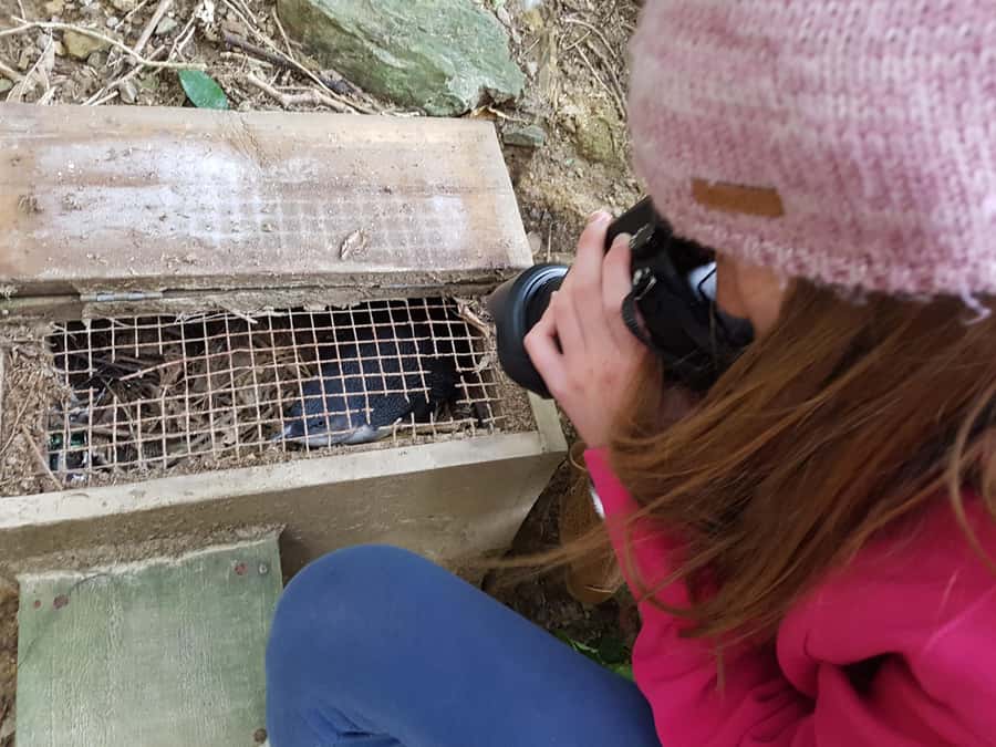 Motuara Island Sanctuary: Wildlife & Dolphin Watching Tour - Starting beside the Picton waterfront