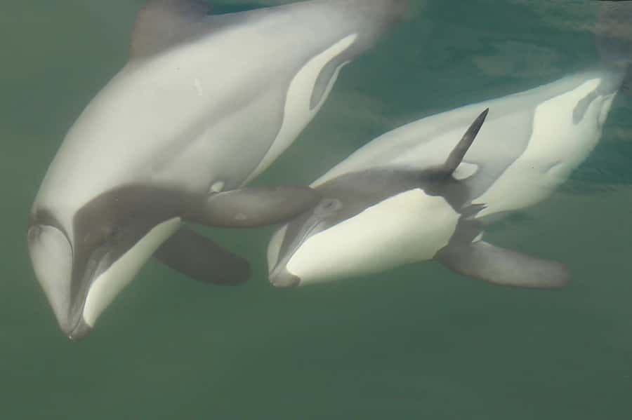 Motuara Island Sanctuary: Wildlife & Dolphin Watching Tour - Stepping ashore at Motuara Island