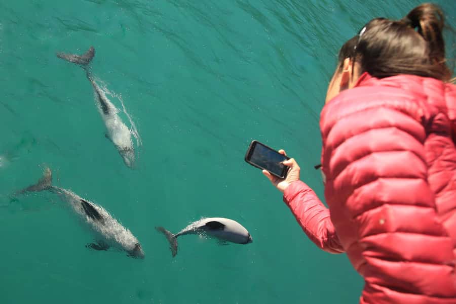 Motuara Island Sanctuary: Wildlife & Dolphin Watching Tour - Wildlife watching with the right tools