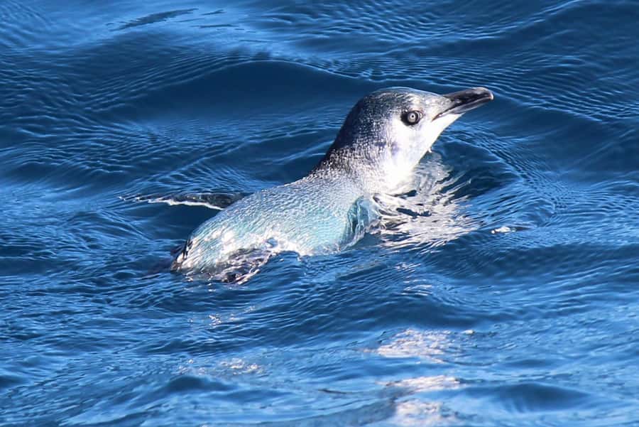 Motuara Island Sanctuary: Wildlife & Dolphin Watching Tour - Morning coffee or afternoon Pinot Gris