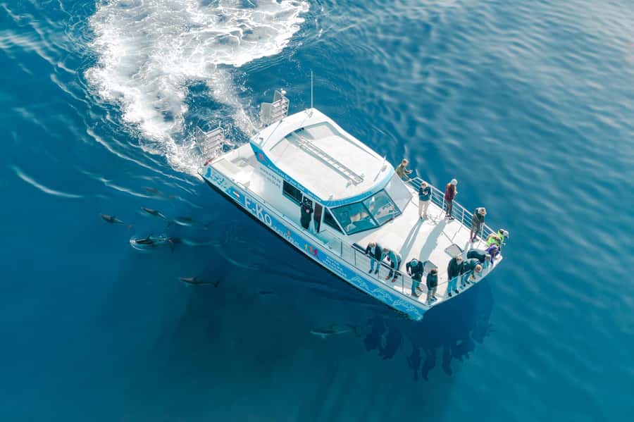 Motuara Island Sanctuary: Wildlife & Dolphin Watching Tour - What $100 per person really buys