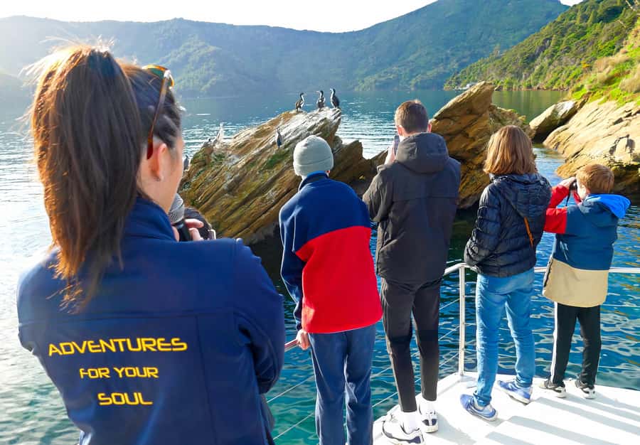 Motuara Island Sanctuary: Wildlife & Dolphin Watching Tour - Cruising through the Marlborough Sounds