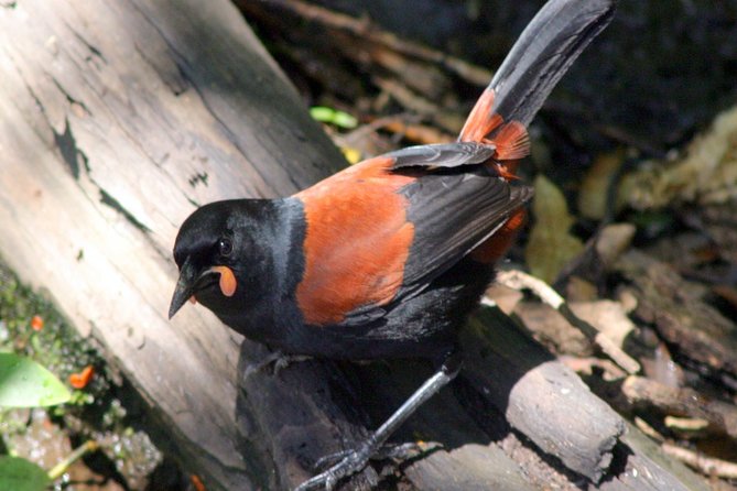 Motuara Wildlife Sanctuary Tour and Dolphin Cruise from Picton - What makes this Picton cruise worth considering