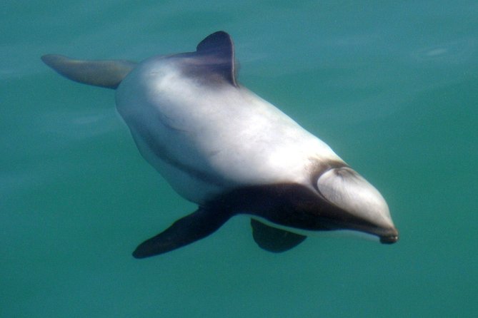 Motuara Wildlife Sanctuary Tour and Dolphin Cruise from Picton - Walking Motuara Island’s predator-free sanctuary