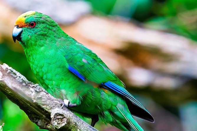 Motuara Wildlife Sanctuary Tour and Dolphin Cruise from Picton - Guides, commentary, and the human side