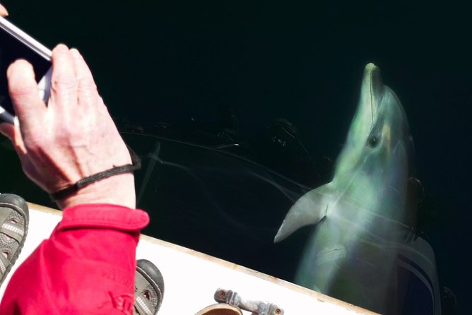 Motuara Wildlife Sanctuary Tour and Dolphin Cruise from Picton - Food, drinks, and comfort on the return
