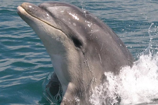 Motuara Wildlife Sanctuary Tour and Dolphin Cruise from Picton - Is $104.26 a fair price?