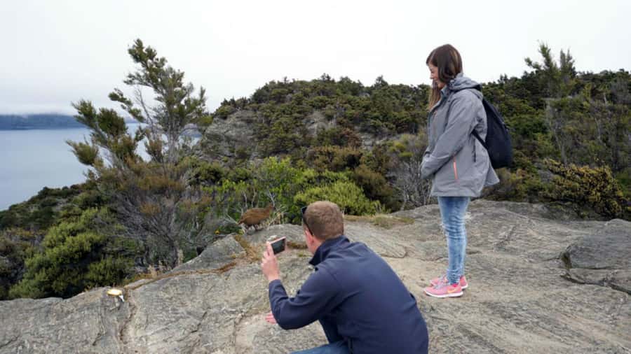 Mou Waho Island: 3-Hour Cruise and Guided Nature Walk - Who should book this experience?
