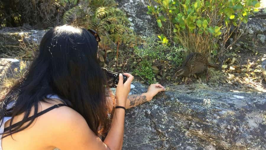 Mou Waho Island: 3-Hour Cruise and Guided Nature Walk - The lake on top of the island